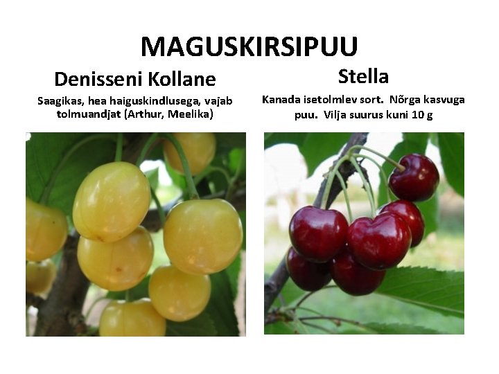 MAGUSKIRSIPUU Denisseni Kollane Saagikas, hea haiguskindlusega, vajab tolmuandjat (Arthur, Meelika) Stella Kanada isetolmlev sort. MAGUSKIRSIPUU Denisseni Kollane Saagikas, hea haiguskindlusega, vajab tolmuandjat (Arthur, Meelika) Stella Kanada isetolmlev sort.