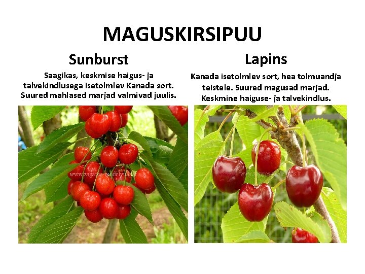 MAGUSKIRSIPUU Sunburst Lapins Saagikas, keskmise haigus- ja talvekindlusega isetolmlev Kanada sort. Suured mahlased marjad MAGUSKIRSIPUU Sunburst Lapins Saagikas, keskmise haigus- ja talvekindlusega isetolmlev Kanada sort. Suured mahlased marjad