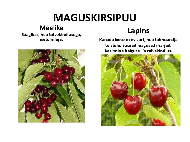 MAGUSKIRSIPUU Meelika Saagikas, hea talvekindlusega, isetolmleja. Lapins Kanada isetolmlev sort, hea tolmuandja teistele. Suured MAGUSKIRSIPUU Meelika Saagikas, hea talvekindlusega, isetolmleja. Lapins Kanada isetolmlev sort, hea tolmuandja teistele. Suured