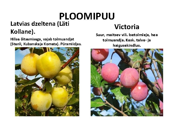 PLOOMIPUU Latvias dzeltena (Läti Kollane). Hilise õitsemisega, vajab tolmuandjat (Stenli, Kubanskaja Kometa). Püramiidjas. Victoria PLOOMIPUU Latvias dzeltena (Läti Kollane). Hilise õitsemisega, vajab tolmuandjat (Stenli, Kubanskaja Kometa). Püramiidjas. Victoria
