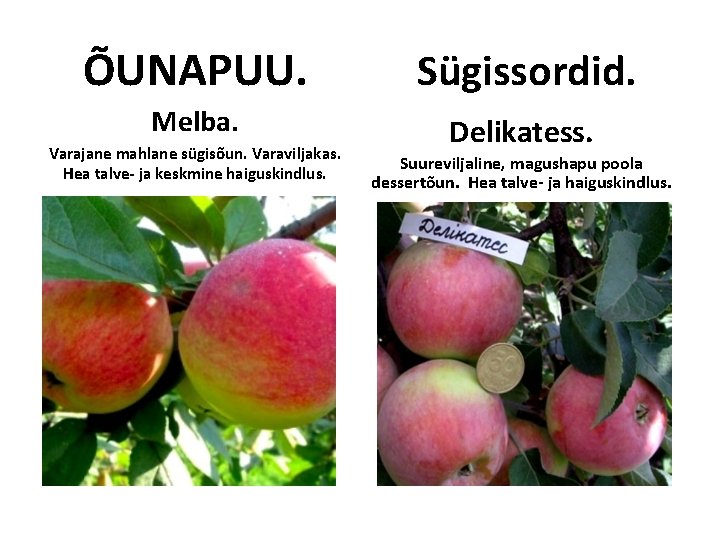 ÕUNAPUU. Sügissordid. Melba. Delikatess. Varajane mahlane sügisõun. Varaviljakas. Hea talve- ja keskmine haiguskindlus. Suureviljaline, ÕUNAPUU. Sügissordid. Melba. Delikatess. Varajane mahlane sügisõun. Varaviljakas. Hea talve- ja keskmine haiguskindlus. Suureviljaline,
