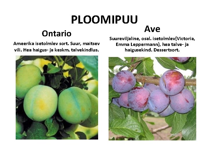 PLOOMIPUU Ontario Ameerika isetolmlev sort. Suur, maitsev vili. Hea haigus- ja keskm. talvekindlus. Ave PLOOMIPUU Ontario Ameerika isetolmlev sort. Suur, maitsev vili. Hea haigus- ja keskm. talvekindlus. Ave