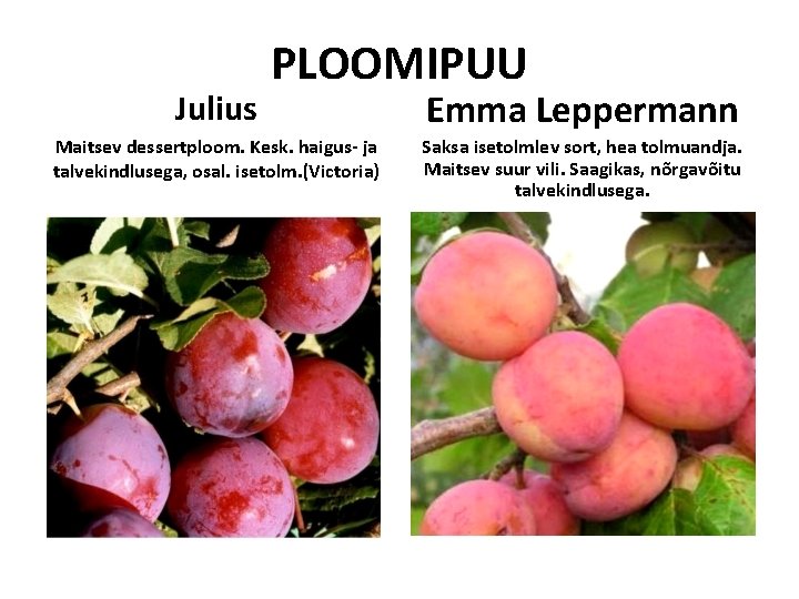 Julius PLOOMIPUU Maitsev dessertploom. Kesk. haigus- ja talvekindlusega, osal. isetolm. (Victoria) Emma Leppermann Saksa Julius PLOOMIPUU Maitsev dessertploom. Kesk. haigus- ja talvekindlusega, osal. isetolm. (Victoria) Emma Leppermann Saksa