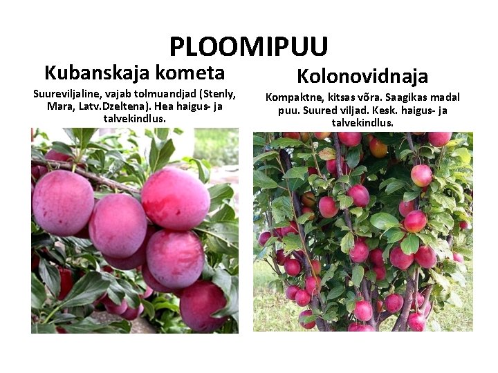 PLOOMIPUU Kubanskaja kometa Suureviljaline, vajab tolmuandjad (Stenly, Mara, Latv. Dzeltena). Hea haigus- ja talvekindlus. PLOOMIPUU Kubanskaja kometa Suureviljaline, vajab tolmuandjad (Stenly, Mara, Latv. Dzeltena). Hea haigus- ja talvekindlus.