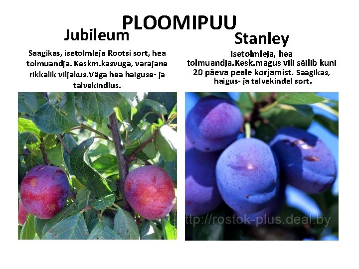 PLOOMIPUU Jubileum Saagikas, isetolmleja Rootsi sort, hea tolmuandja. Keskm. kasvuga, varajane rikkalik viljakus. Väga PLOOMIPUU Jubileum Saagikas, isetolmleja Rootsi sort, hea tolmuandja. Keskm. kasvuga, varajane rikkalik viljakus. Väga
