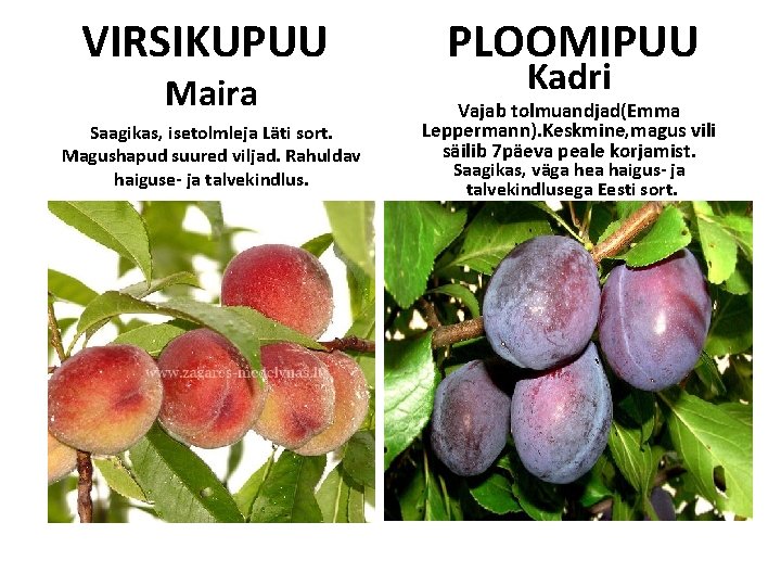 VIRSIKUPUU Maira Saagikas, isetolmleja Läti sort. Magushapud suured viljad. Rahuldav haiguse- ja talvekindlus. PLOOMIPUU VIRSIKUPUU Maira Saagikas, isetolmleja Läti sort. Magushapud suured viljad. Rahuldav haiguse- ja talvekindlus. PLOOMIPUU