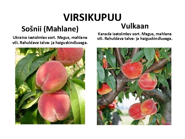 VIRSIKUPUU Sošnii (Mahlane) Ukraina isetolmlev sort. Magus, mahlane vili. Rahuldava talve- ja haiguskindlusega. Vulkaan VIRSIKUPUU Sošnii (Mahlane) Ukraina isetolmlev sort. Magus, mahlane vili. Rahuldava talve- ja haiguskindlusega. Vulkaan