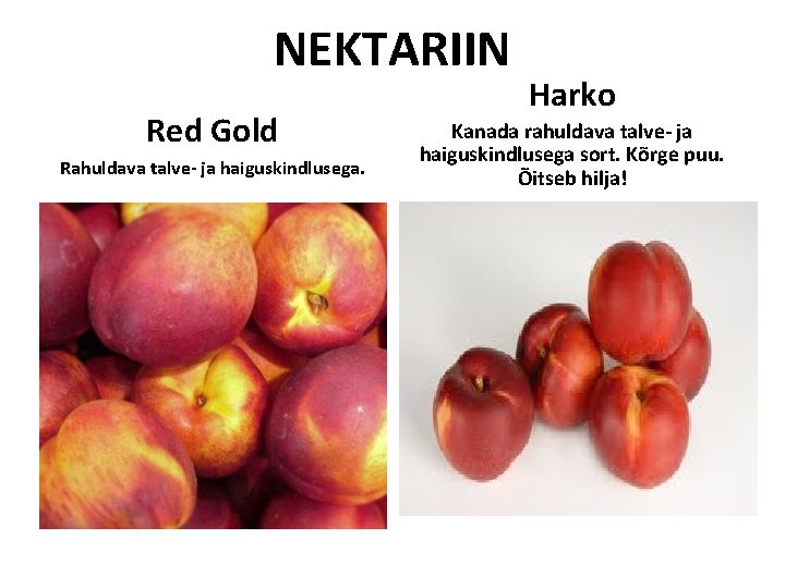 NEKTARIIN Red Gold Rahuldava talve- ja haiguskindlusega. Harko Kanada rahuldava talve- ja haiguskindlusega sort. NEKTARIIN Red Gold Rahuldava talve- ja haiguskindlusega. Harko Kanada rahuldava talve- ja haiguskindlusega sort.