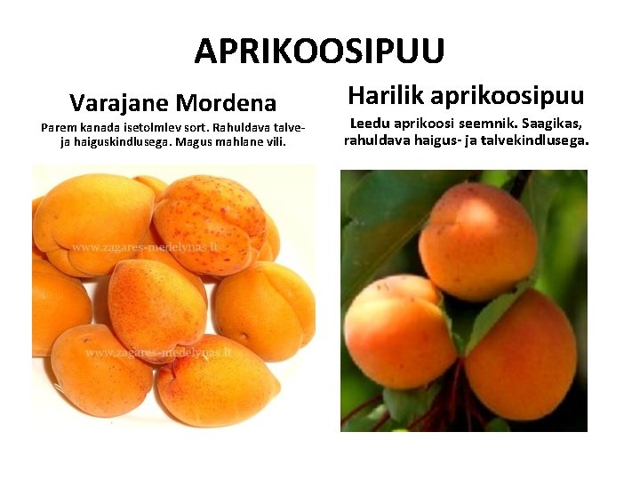 APRIKOOSIPUU Varajane Mordena Parem kanada isetolmlev sort. Rahuldava talveja haiguskindlusega. Magus mahlane vili. Harilik APRIKOOSIPUU Varajane Mordena Parem kanada isetolmlev sort. Rahuldava talveja haiguskindlusega. Magus mahlane vili. Harilik