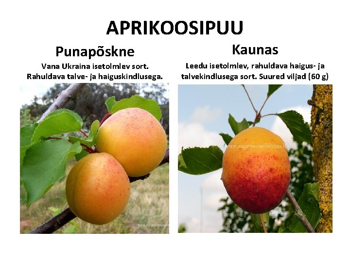 APRIKOOSIPUU Punapõskne Vana Ukraina isetolmlev sort. Rahuldava talve- ja haiguskindlusega. Kaunas Leedu isetolmlev, rahuldava APRIKOOSIPUU Punapõskne Vana Ukraina isetolmlev sort. Rahuldava talve- ja haiguskindlusega. Kaunas Leedu isetolmlev, rahuldava