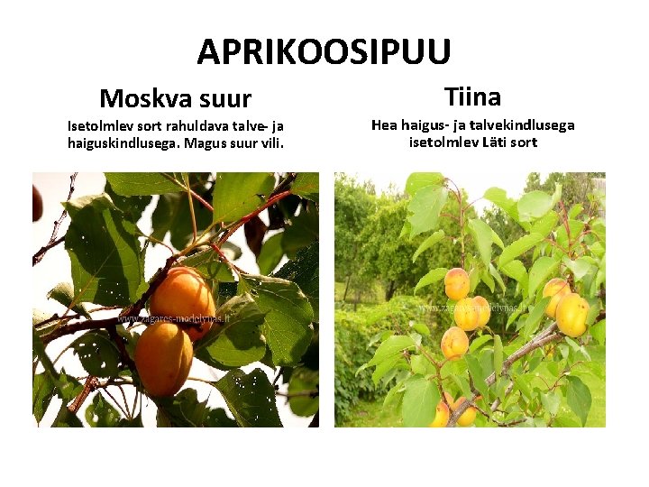 APRIKOOSIPUU Moskva suur Isetolmlev sort rahuldava talve- ja haiguskindlusega. Magus suur vili. Tiina Hea APRIKOOSIPUU Moskva suur Isetolmlev sort rahuldava talve- ja haiguskindlusega. Magus suur vili. Tiina Hea