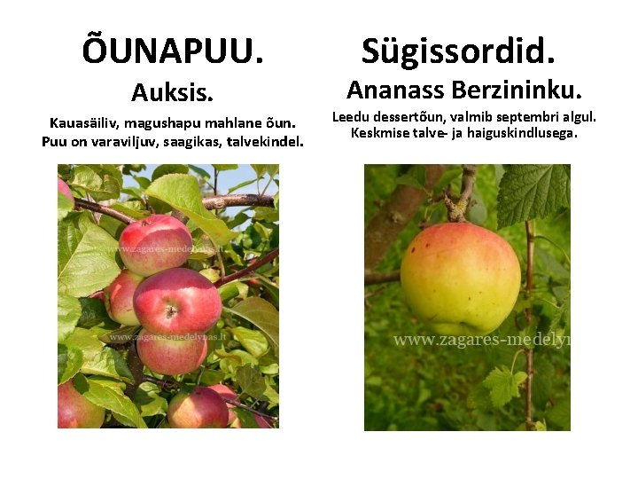 ÕUNAPUU. Auksis. Kauasäiliv, magushapu mahlane õun. Puu on varaviljuv, saagikas, talvekindel. Sügissordid. Ananass Berzininku. ÕUNAPUU. Auksis. Kauasäiliv, magushapu mahlane õun. Puu on varaviljuv, saagikas, talvekindel. Sügissordid. Ananass Berzininku.