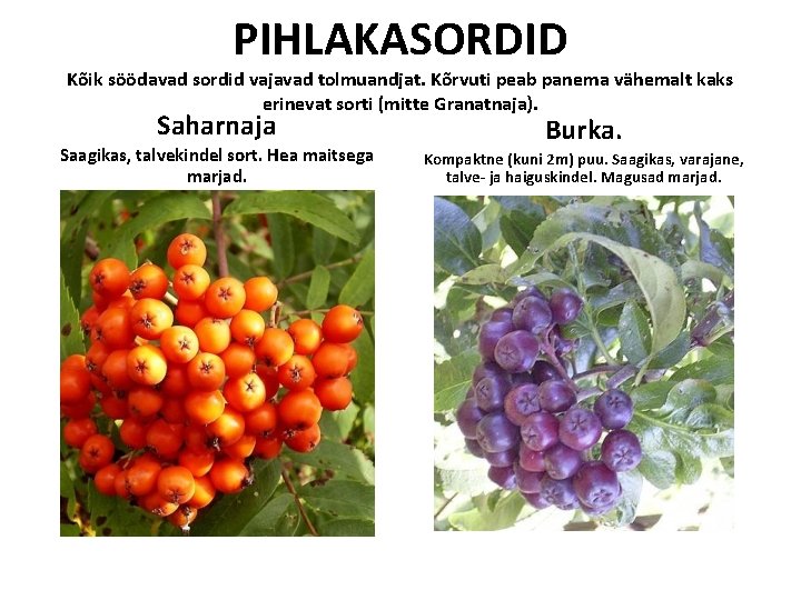 PIHLAKASORDID Kõik söödavad sordid vajavad tolmuandjat. Kõrvuti peab panema vähemalt kaks erinevat sorti (mitte PIHLAKASORDID Kõik söödavad sordid vajavad tolmuandjat. Kõrvuti peab panema vähemalt kaks erinevat sorti (mitte