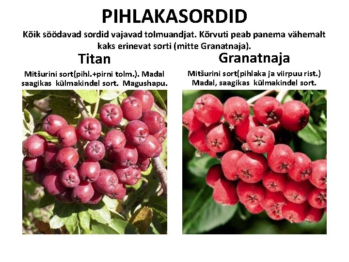 PIHLAKASORDID Kõik söödavad sordid vajavad tolmuandjat. Kõrvuti peab panema vähemalt kaks erinevat sorti (mitte PIHLAKASORDID Kõik söödavad sordid vajavad tolmuandjat. Kõrvuti peab panema vähemalt kaks erinevat sorti (mitte