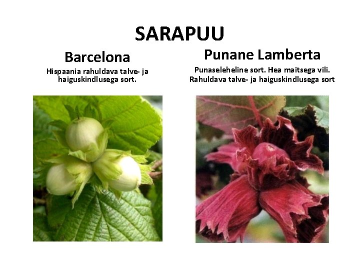SARAPUU Barcelona Hispaania rahuldava talve- ja haiguskindlusega sort. Punane Lamberta Punaseleheline sort. Hea maitsega SARAPUU Barcelona Hispaania rahuldava talve- ja haiguskindlusega sort. Punane Lamberta Punaseleheline sort. Hea maitsega