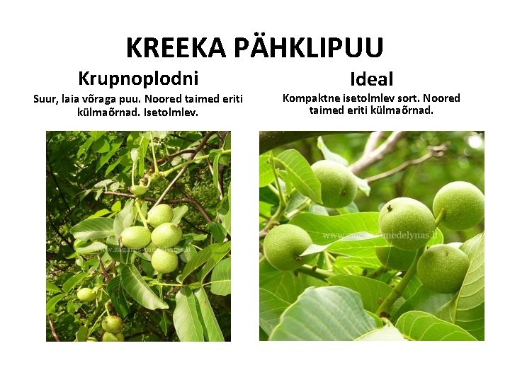 KREEKA PÄHKLIPUU Krupnoplodni Suur, laia võraga puu. Noored taimed eriti külmaõrnad. Isetolmlev. Ideal Kompaktne KREEKA PÄHKLIPUU Krupnoplodni Suur, laia võraga puu. Noored taimed eriti külmaõrnad. Isetolmlev. Ideal Kompaktne