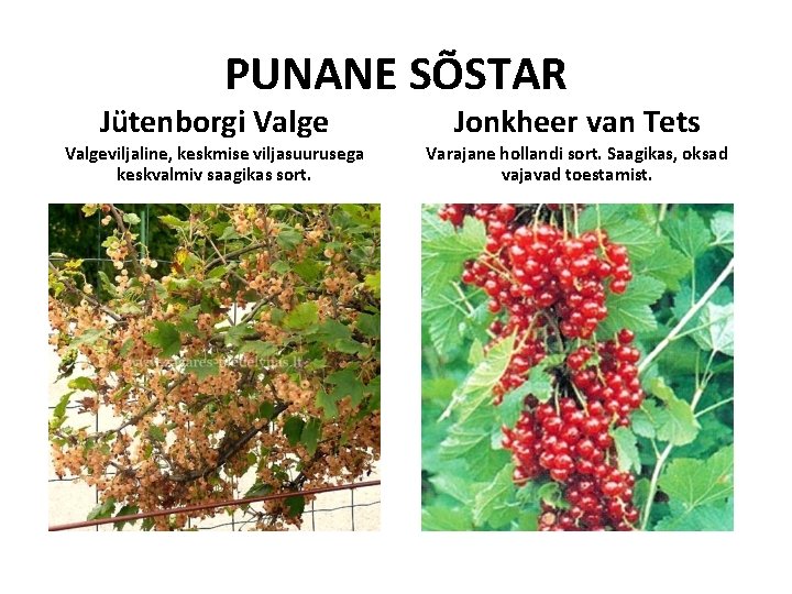 PUNANE SÕSTAR Jütenborgi Valge Jonkheer van Tets Valgeviljaline, keskmise viljasuurusega keskvalmiv saagikas sort. Varajane PUNANE SÕSTAR Jütenborgi Valge Jonkheer van Tets Valgeviljaline, keskmise viljasuurusega keskvalmiv saagikas sort. Varajane