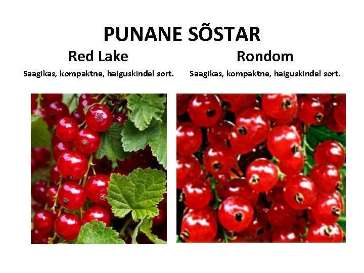 PUNANE SÕSTAR Red Lake Rondom Saagikas, kompaktne, haiguskindel sort. PUNANE SÕSTAR Red Lake Rondom Saagikas, kompaktne, haiguskindel sort.