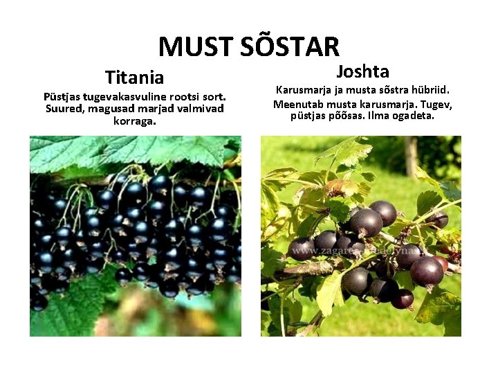MUST SÕSTAR Titania Püstjas tugevakasvuline rootsi sort. Suured, magusad marjad valmivad korraga. Joshta Karusmarja MUST SÕSTAR Titania Püstjas tugevakasvuline rootsi sort. Suured, magusad marjad valmivad korraga. Joshta Karusmarja