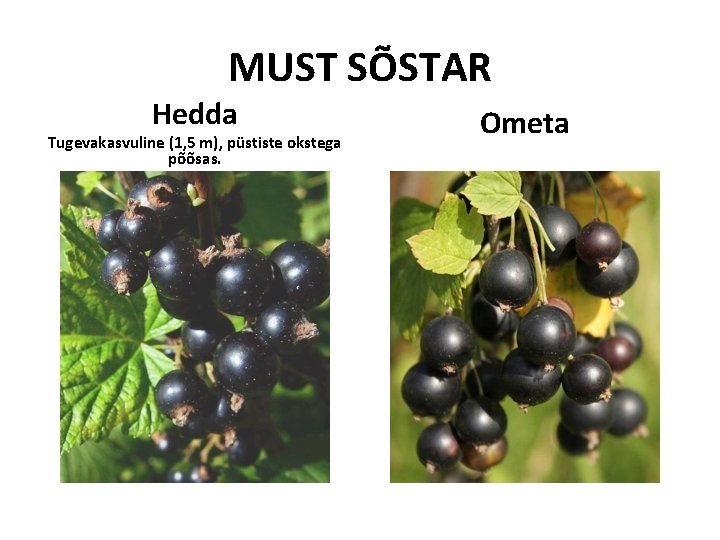 MUST SÕSTAR Hedda Tugevakasvuline (1, 5 m), püstiste okstega põõsas. Ometa MUST SÕSTAR Hedda Tugevakasvuline (1, 5 m), püstiste okstega põõsas. Ometa