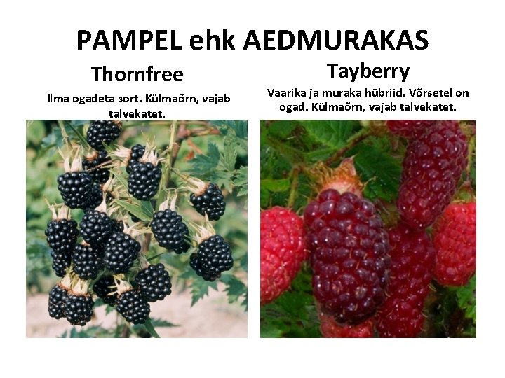 PAMPEL ehk AEDMURAKAS Thornfree Ilma ogadeta sort. Külmaõrn, vajab talvekatet. Tayberry Vaarika ja muraka PAMPEL ehk AEDMURAKAS Thornfree Ilma ogadeta sort. Külmaõrn, vajab talvekatet. Tayberry Vaarika ja muraka