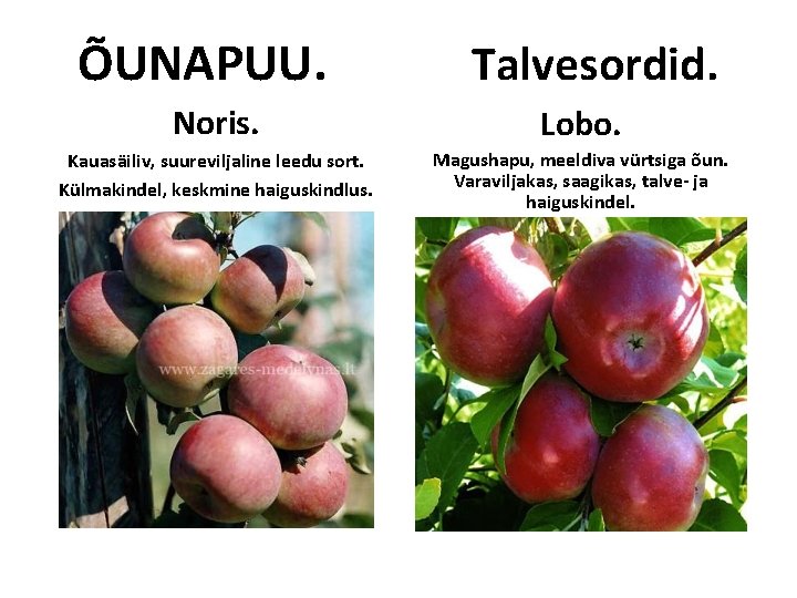 ÕUNAPUU. Talvesordid. Noris. Lobo. Kauasäiliv, suureviljaline leedu sort. Külmakindel, keskmine haiguskindlus. Magushapu, meeldiva vürtsiga ÕUNAPUU. Talvesordid. Noris. Lobo. Kauasäiliv, suureviljaline leedu sort. Külmakindel, keskmine haiguskindlus. Magushapu, meeldiva vürtsiga