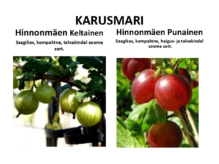 KARUSMARI Hinnonmäen Keltainen Saagikas, kompaktne, talvekindel soome sort. Hinnonmäen Punainen Saagikas, kompaktne, haigus- ja KARUSMARI Hinnonmäen Keltainen Saagikas, kompaktne, talvekindel soome sort. Hinnonmäen Punainen Saagikas, kompaktne, haigus- ja