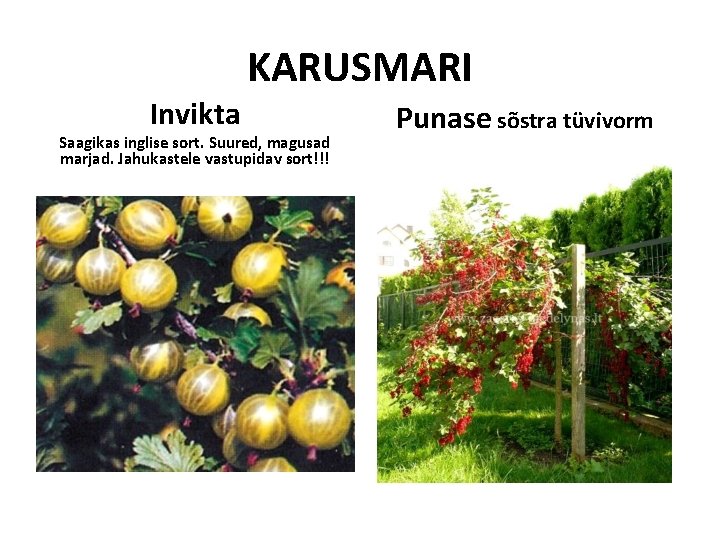 KARUSMARI Invikta Saagikas inglise sort. Suured, magusad marjad. Jahukastele vastupidav sort!!! Punase sõstra tüvivorm KARUSMARI Invikta Saagikas inglise sort. Suured, magusad marjad. Jahukastele vastupidav sort!!! Punase sõstra tüvivorm