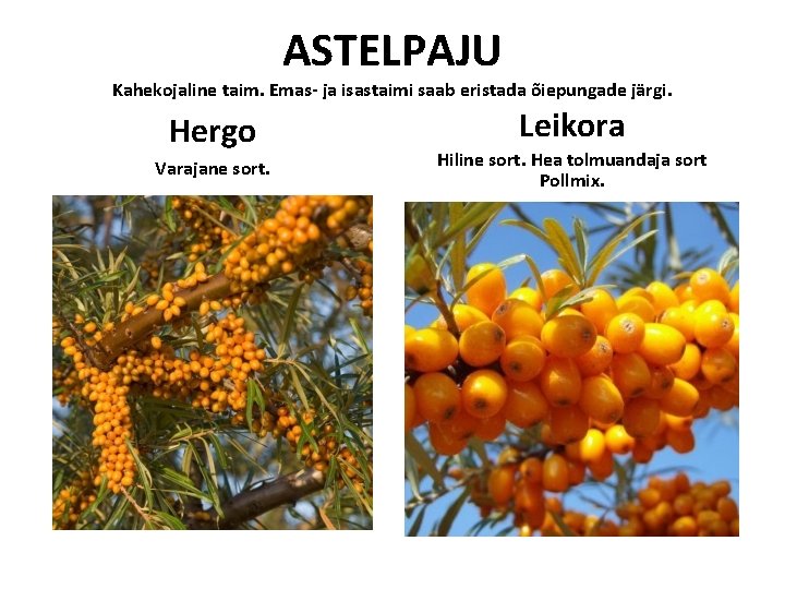 ASTELPAJU Kahekojaline taim. Emas- ja isastaimi saab eristada õiepungade järgi. Hergo Varajane sort. Leikora ASTELPAJU Kahekojaline taim. Emas- ja isastaimi saab eristada õiepungade järgi. Hergo Varajane sort. Leikora