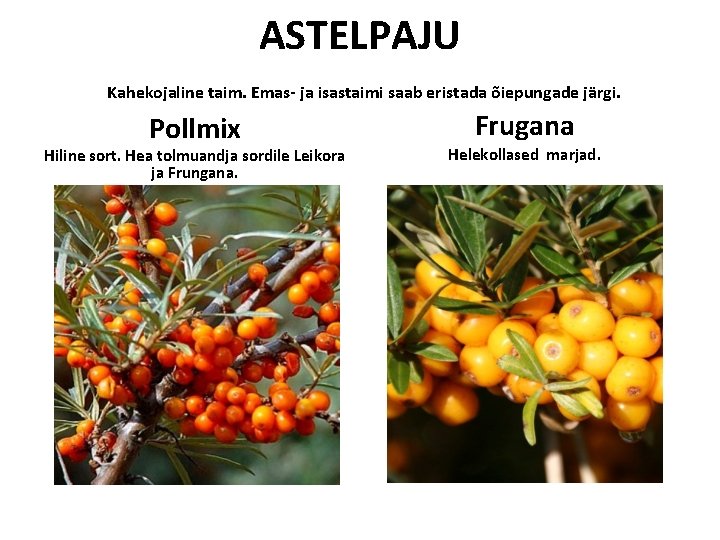 ASTELPAJU Kahekojaline taim. Emas- ja isastaimi saab eristada õiepungade järgi. Pollmix Hiline sort. Hea ASTELPAJU Kahekojaline taim. Emas- ja isastaimi saab eristada õiepungade järgi. Pollmix Hiline sort. Hea
