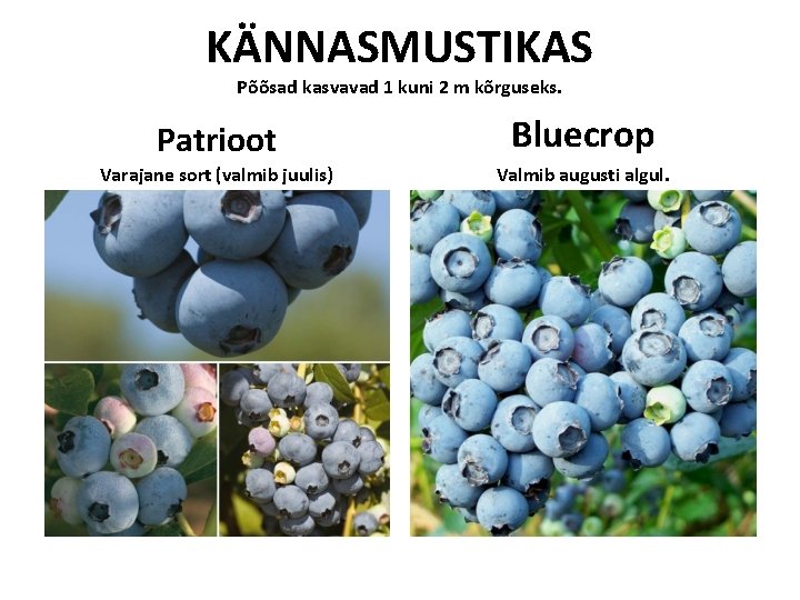 KÄNNASMUSTIKAS Põõsad kasvavad 1 kuni 2 m kõrguseks. Patrioot Bluecrop Varajane sort (valmib juulis) KÄNNASMUSTIKAS Põõsad kasvavad 1 kuni 2 m kõrguseks. Patrioot Bluecrop Varajane sort (valmib juulis)