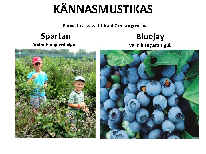 KÄNNASMUSTIKAS Põõsad kasvavad 1 kuni 2 m kõrguseks. Spartan Bluejay Valmib augusti algul. KÄNNASMUSTIKAS Põõsad kasvavad 1 kuni 2 m kõrguseks. Spartan Bluejay Valmib augusti algul.