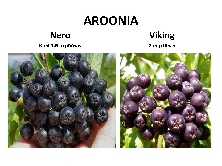 AROONIA Nero Viking Kuni 1, 5 m põõsas 2 m põõsas AROONIA Nero Viking Kuni 1, 5 m põõsas 2 m põõsas