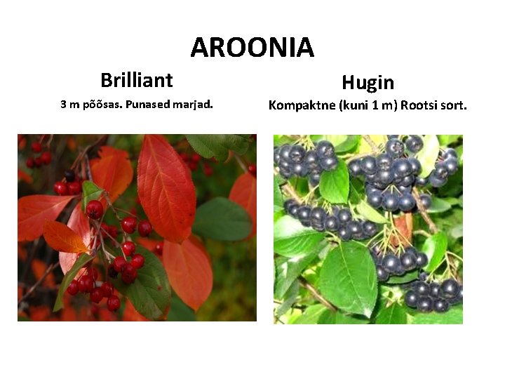 AROONIA Brilliant Hugin 3 m põõsas. Punased marjad. Kompaktne (kuni 1 m) Rootsi sort. AROONIA Brilliant Hugin 3 m põõsas. Punased marjad. Kompaktne (kuni 1 m) Rootsi sort.