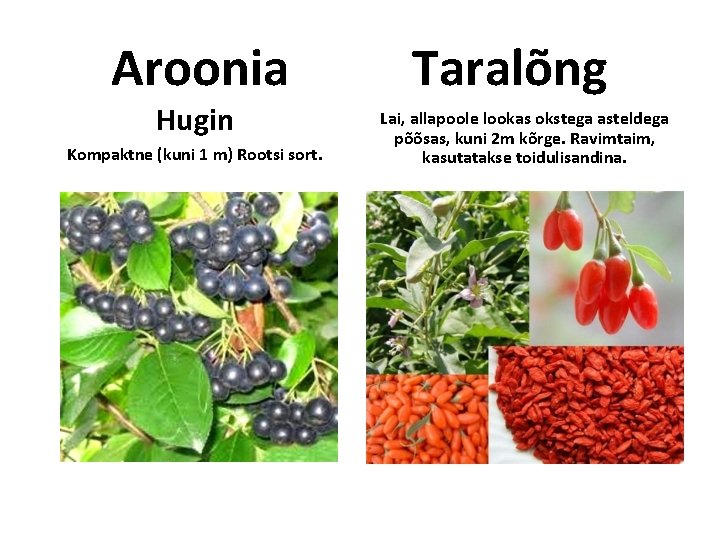 Aroonia Hugin Kompaktne (kuni 1 m) Rootsi sort. Taralõng Lai, allapoole lookas okstega asteldega Aroonia Hugin Kompaktne (kuni 1 m) Rootsi sort. Taralõng Lai, allapoole lookas okstega asteldega