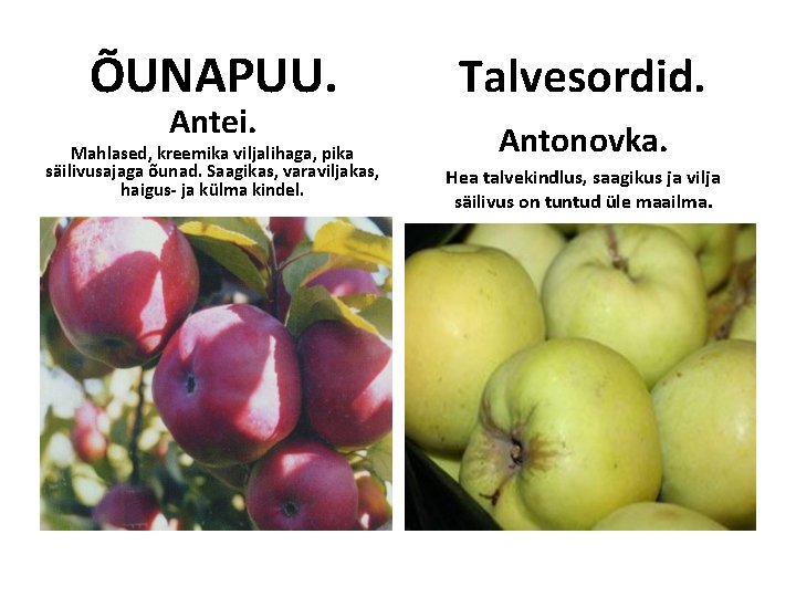 ÕUNAPUU. Antei. Mahlased, kreemika viljalihaga, pika säilivusajaga õunad. Saagikas, varaviljakas, haigus- ja külma kindel. ÕUNAPUU. Antei. Mahlased, kreemika viljalihaga, pika säilivusajaga õunad. Saagikas, varaviljakas, haigus- ja külma kindel.