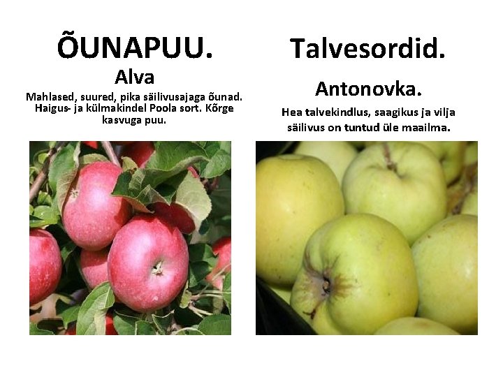 ÕUNAPUU. Alva Mahlased, suured, pika säilivusajaga õunad. Haigus- ja külmakindel Poola sort. Kõrge kasvuga ÕUNAPUU. Alva Mahlased, suured, pika säilivusajaga õunad. Haigus- ja külmakindel Poola sort. Kõrge kasvuga