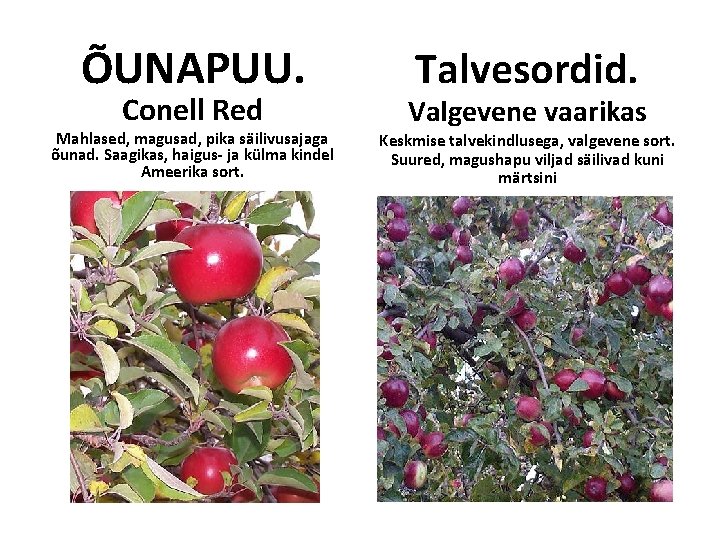 ÕUNAPUU. Conell Red Mahlased, magusad, pika säilivusajaga õunad. Saagikas, haigus- ja külma kindel Ameerika ÕUNAPUU. Conell Red Mahlased, magusad, pika säilivusajaga õunad. Saagikas, haigus- ja külma kindel Ameerika