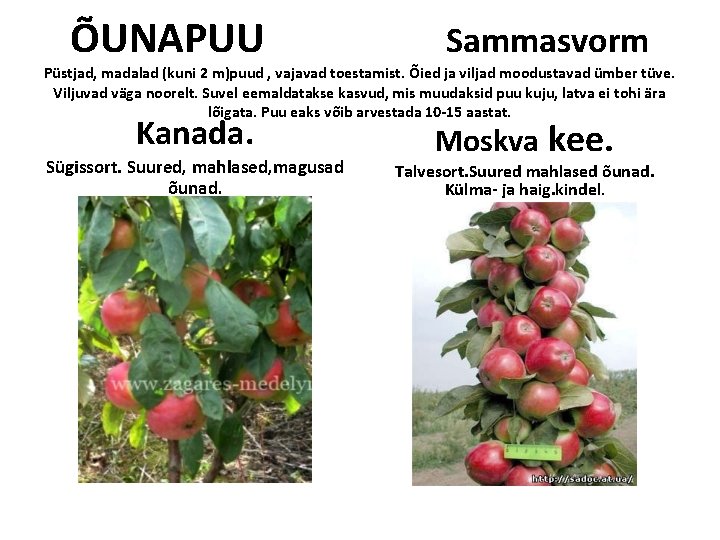 ÕUNAPUU Sammasvorm Püstjad, madalad (kuni 2 m)puud , vajavad toestamist. Õied ja viljad moodustavad ÕUNAPUU Sammasvorm Püstjad, madalad (kuni 2 m)puud , vajavad toestamist. Õied ja viljad moodustavad