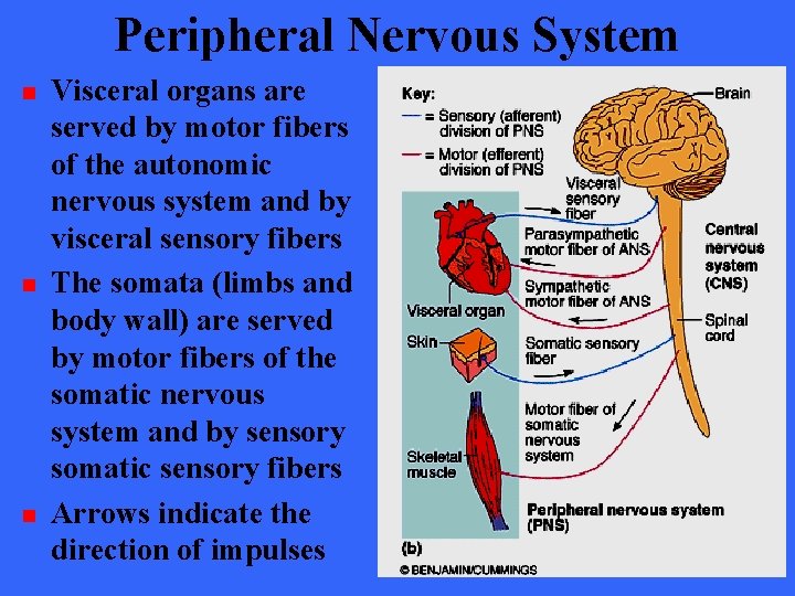 Peripheral Nervous System n n n Visceral organs are served by motor fibers of