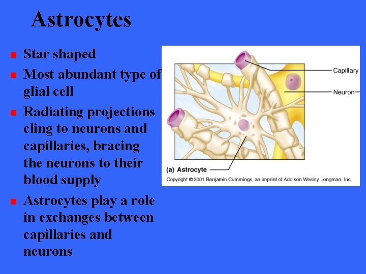 Astrocytes n n Star shaped Most abundant type of glial cell Radiating projections cling