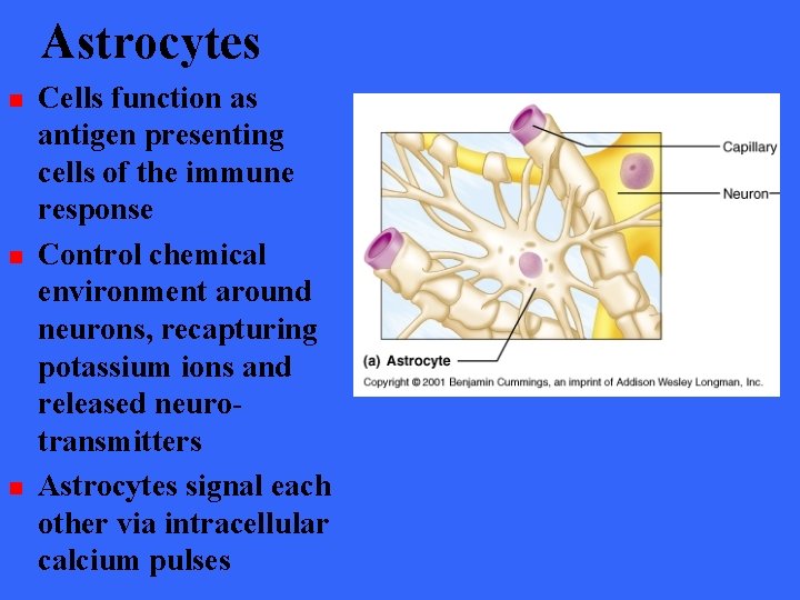 Astrocytes n n n Cells function as antigen presenting cells of the immune response