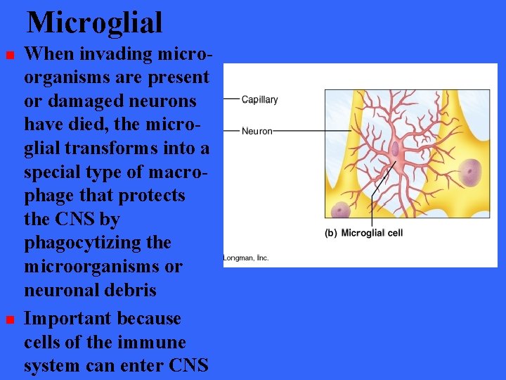Microglial n n When invading microorganisms are present or damaged neurons have died, the