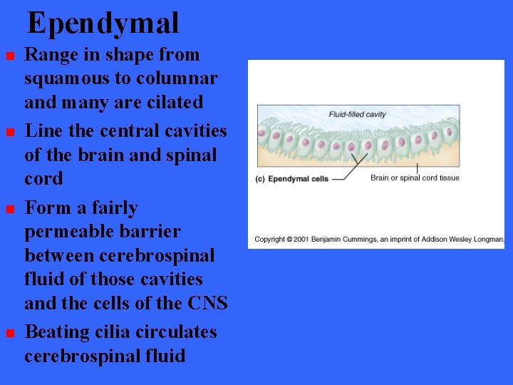 Ependymal n n Range in shape from squamous to columnar and many are cilated