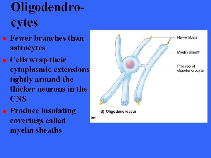 Oligodendrocytes n n n Fewer branches than astrocytes Cells wrap their cytoplasmic extensions tightly