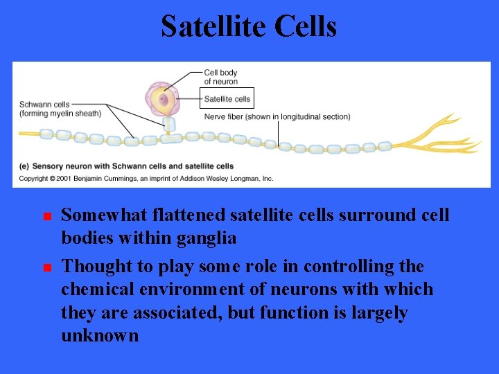 Satellite Cells n n Somewhat flattened satellite cells surround cell bodies within ganglia Thought