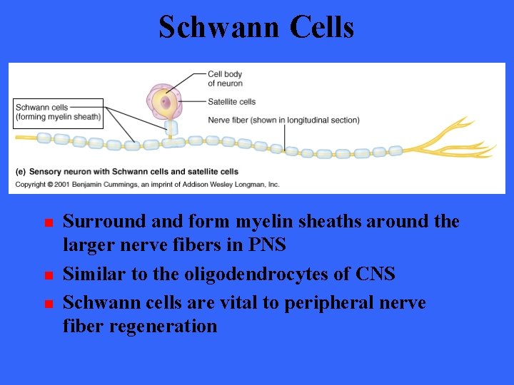 Schwann Cells n n n Surround and form myelin sheaths around the larger nerve