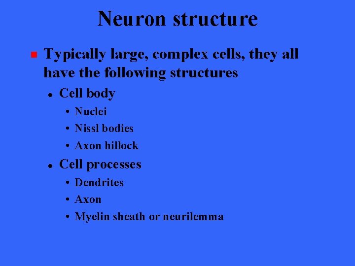 Neuron structure n Typically large, complex cells, they all have the following structures l
