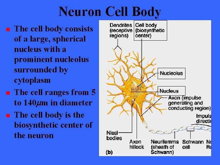 Neuron Cell Body n n n The cell body consists of a large, spherical