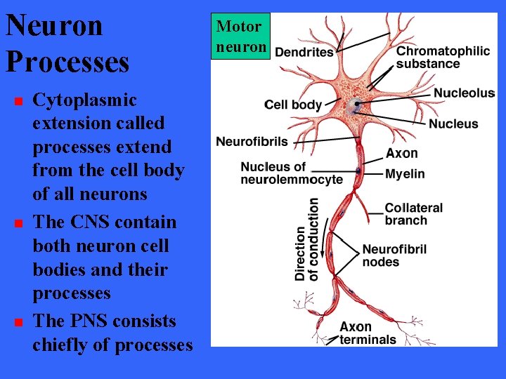 Neuron Processes n n n Cytoplasmic extension called processes extend from the cell body